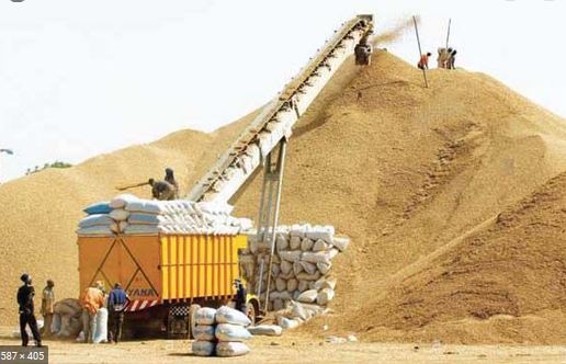 Thiès – Campagne de commercialisation de l’arachide :  1.346 tonnes collectées selon le DRDR