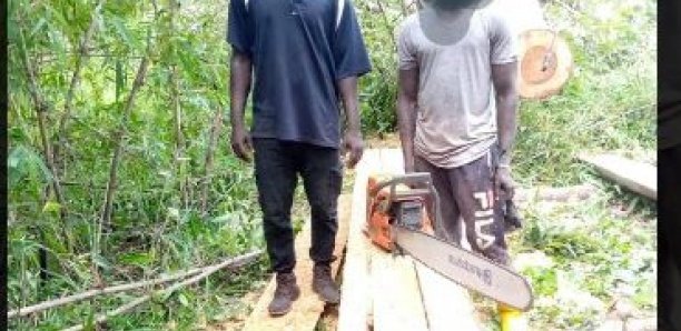 Trafic illicite de bois : 2 coupeurs interpellés par l’armée à Goudomp
