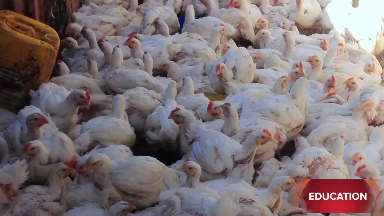 VIDEO – Préparatifs des  fêtes de fin d’année : Reportage chez les vendeurs de poulets