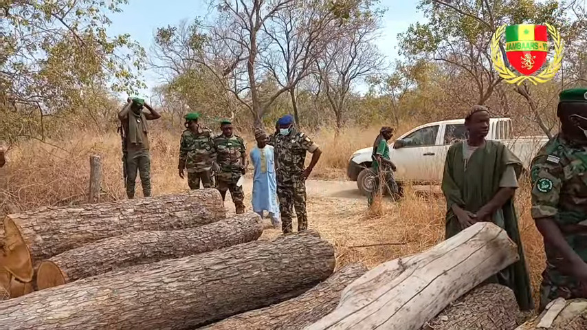 Kolda – Un mort dans un accrochage entre ‘’trafiquants de bois’’ et agents des eaux et forêts