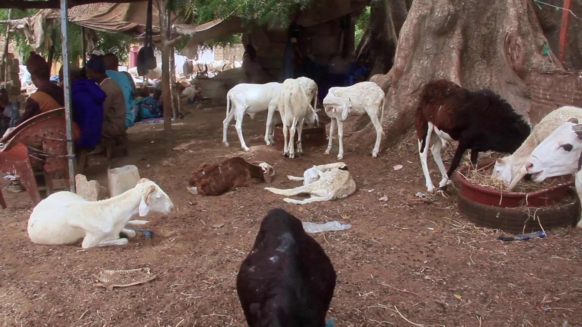Tabaski 2022 : L’approvisionnement en moutons risque de connaître des difficultés à Thiès