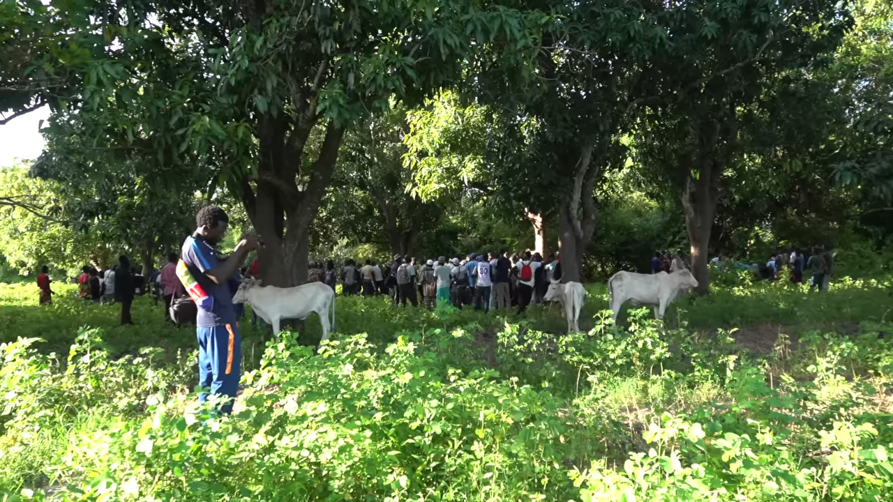 Casamance – Balinghor retrouve le “Boukout” 40 ans après!