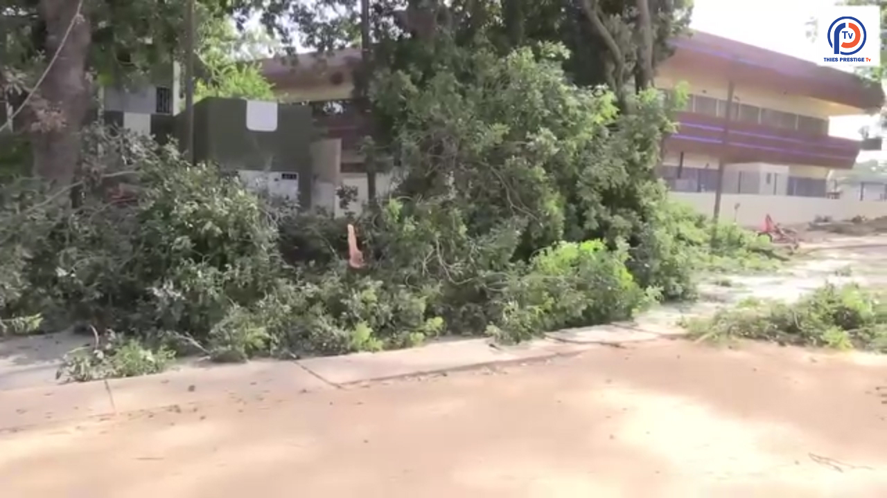 Thiès – Opération d’élagage des arbres dans plusieurs avenues de la ville