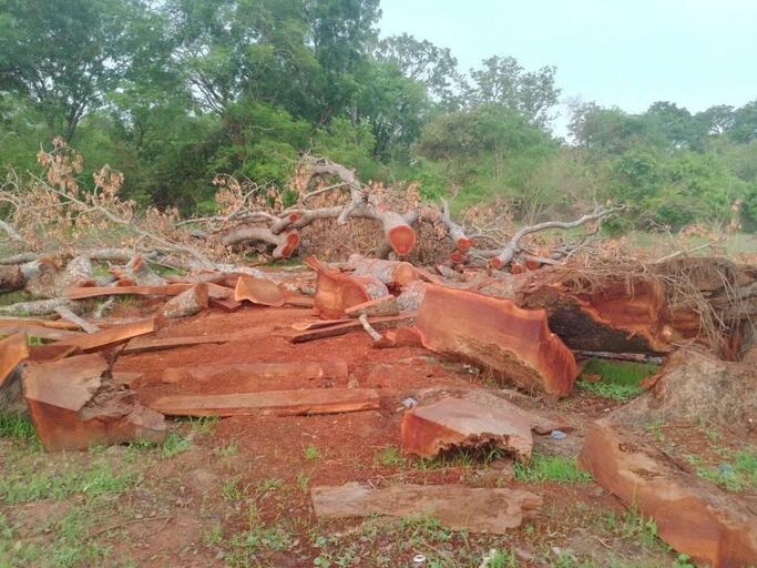 Trafic de bois et déforestation dans les régions Sud – Est : Le gouvernement s’engage à éradiquer ce fléau