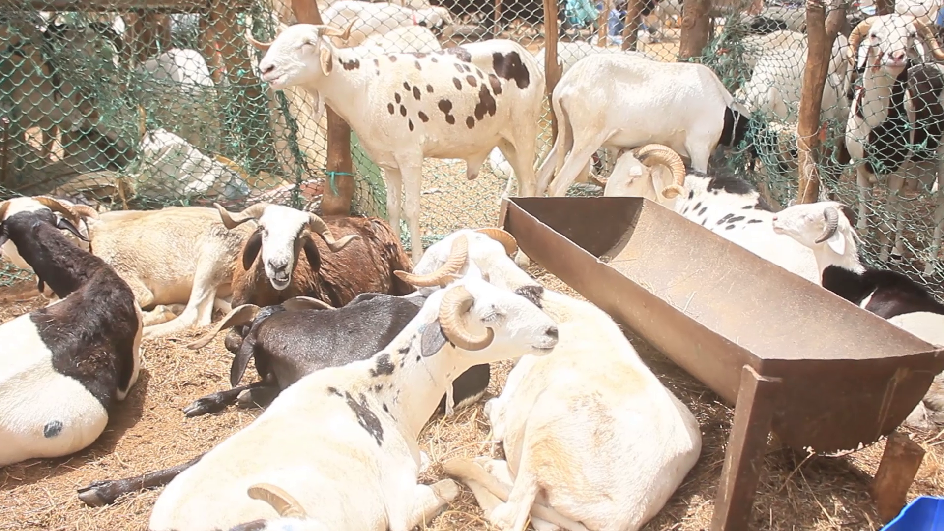 Préparatifs Tabaski 2024 : Reportage dans certains points de vante à Thiès