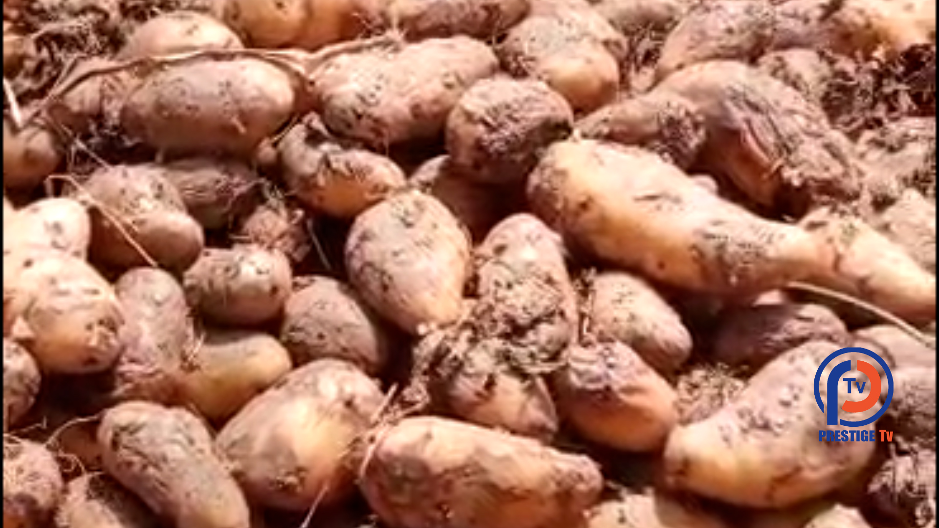 Zone des Niayes : Des centaines de tonnes de pommes de terre pourrissent, les maraichers impuissants face aux agrobusiness et à l’inaction de l’Etat