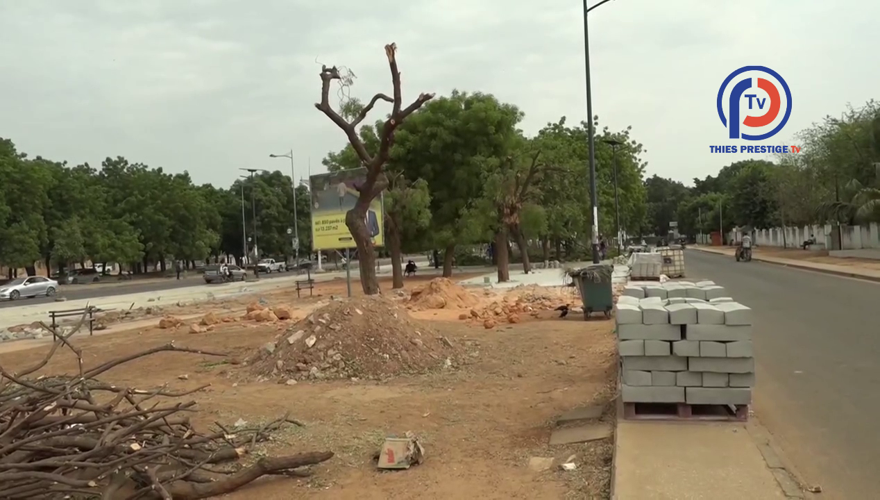 Thiès – Elagage des arbres sur l’Avenue Caen : Dr Babacar Diop rassure la population