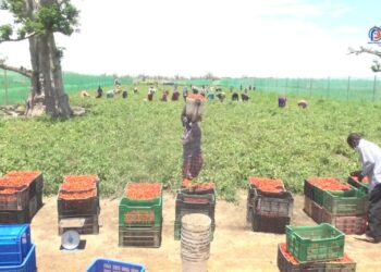 A Diogo, des maraîchers se plaignent d’une ”saturation” des marchés locaux en produits maraichers