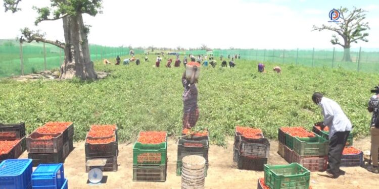 A Diogo, des maraîchers se plaignent d’une ”saturation” des marchés locaux en produits maraichers