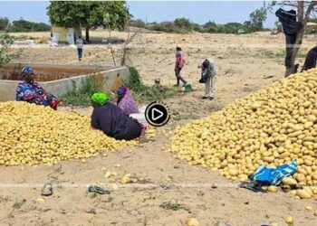 Zone des Niayes : Les horticulteurs alertent sur les risques de pertes de leur production de pomme de terre