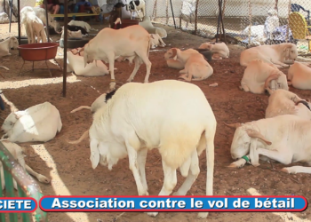 VIDEO – Le Collectif de Lutte contre le vol de bétail dénonce l’insécurité notoire sur les lieux de vente