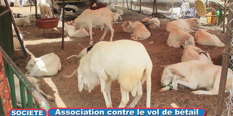 VIDEO – Le Collectif de Lutte contre le vol de bétail dénonce l’insécurité notoire sur les lieux de vente