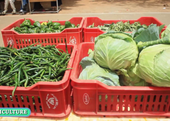 Thiès – Journée portes ouvertes du projet IPROCEA sur l’agriculture bio au Lycée Malick Sy
